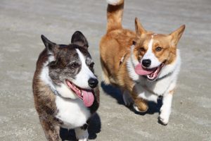 corgis.jpeg